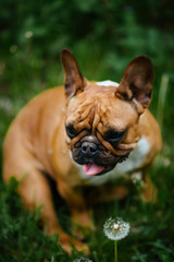 Fototapeta premium A dog sitting in the grass. Bulldog