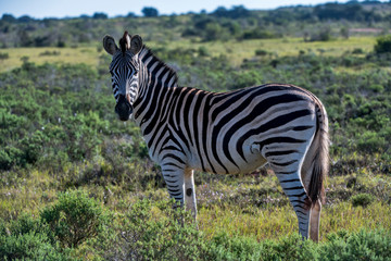 Fototapeta na wymiar Plains zebra photographed in South Africa. Picture made in 2019.