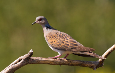 Turtle dove, streptopelia turtur. The sun in the early morning beautifully illuminates a bird that sits on a thin dry beautiful branch