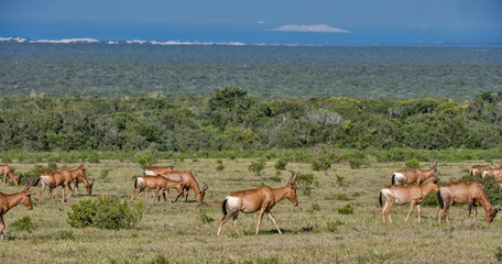 Naklejka na ściany i meble Hartebeest photographed in South Africa. Picture made in 2019.
