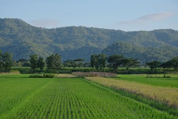 Fototapeta na wymiar Lush rice field landscape with green hills