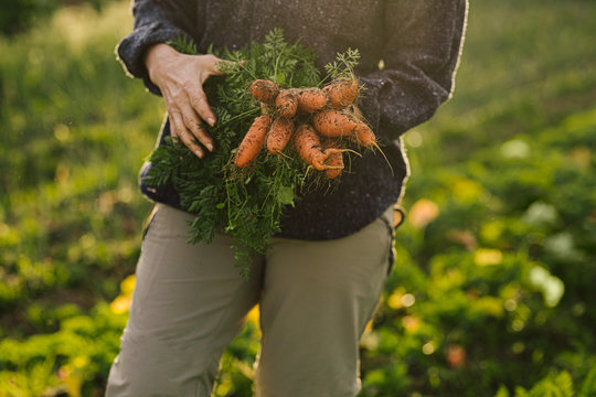 Close-up of woman holding freshly picked organic carrtos from garden