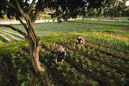 Farm workers checking on vegetables on field