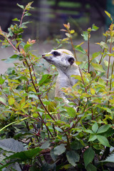 meerkat among green leaves in the zoo close-up