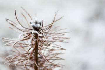 frost on a branch