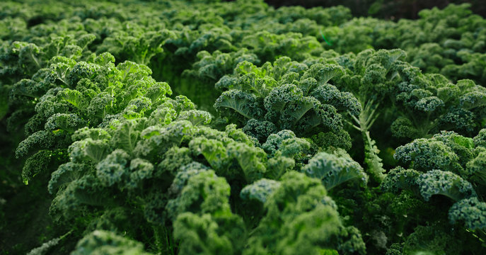 Close-up of fresh organic kale growing on field