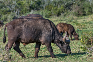 African buffalo photographed in South Africa. Picture made in 2019.