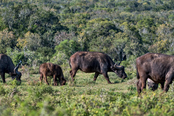 Fototapeta na wymiar African buffalo photographed in South Africa. Picture made in 2019.