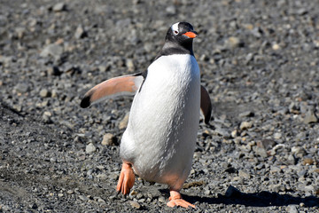 Obraz premium Gentoo penguin at Stromness, South Georgia Island