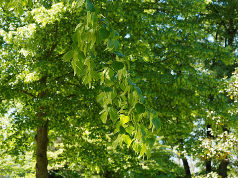 Sous un tilleul d'Europe (Tilia europaea) au feuillage dense vert printanier