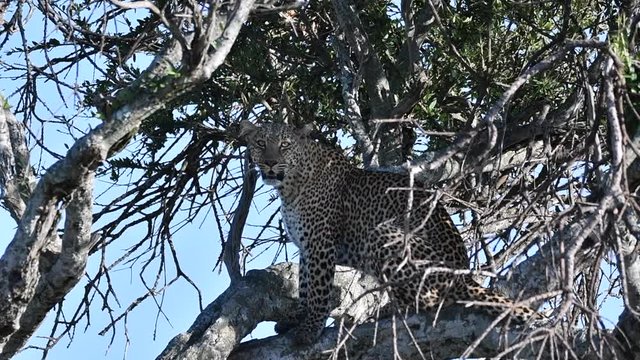 A female leopard relaxing on top of the tree inside Masai Mara National Reserve during a game drive in the park