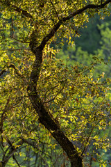 Oak trees blooming in the Spring during golden hour sunset
