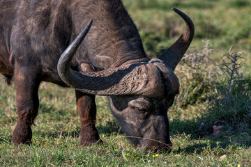 Obraz premium African buffalo photographed in South Africa. Picture made in 2019.