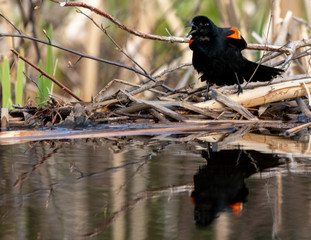 Red-Winged Black Bird With Reflection in Swamp