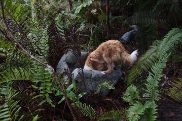 A dog investigate an old couch discarded inside a forest in south Chile