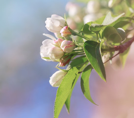 Flowering branch of apple tree in spring. Place for text.