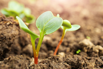 Small sprouts of radish in the ground close-up, macro photo. The concept of gardening, growing vegetables.