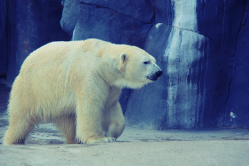 polar bear