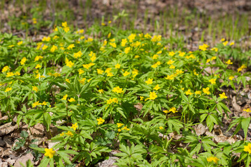first spring flowers in a pine forest