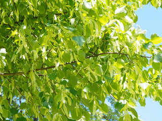 Sous un jeune tilleul commun ou tilleul d'Europe 'Pallida' aux feuilles cordiformes de couleur vert...
