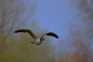 Canada Goose in flight