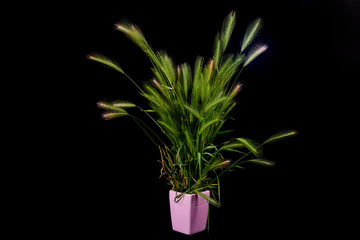 small minimalist bouquet with ears of grass