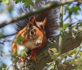 Eichhörnchen schaut neugierig aus dem Baum