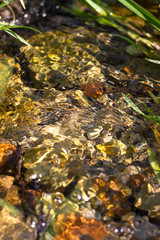 mountain river in spring forest