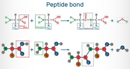 Peptide bond. Formation of amide bonds from two amino acids as a result of protein biosynthesis reaction. It is process is a dehydration synthesis reaction - obrazy, fototapety, plakaty