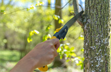 pruning a tree with a hand saw in the woods