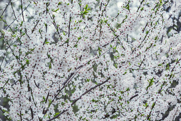 Blossoming cherry branch with white flowers at spring time.