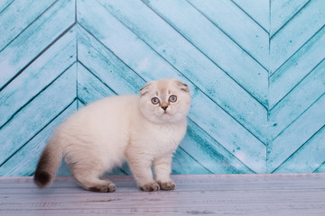 chubby scottish kitten on the background