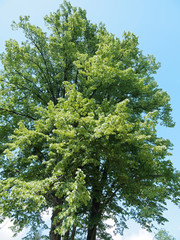 Couronne du Tilleul commun ou tilia europaea au feuillage vert printanier sous un ciel bleu
