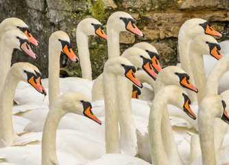 Obraz premium Heads and necks of a large flock of white swans