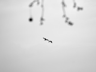 Flying birds 