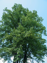 Houppe de Tilleul commun ou tilia europaea au feuillage vert printanier, tronc droit et gris brun sous un ciel bleu