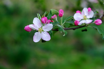 Obraz premium Blooming apple trees in spring park close up