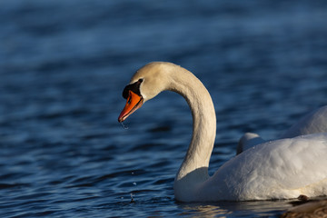 Schwan auf dem Fluss im Abendlicht 1