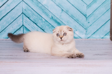 Scottish fold kitten lies on the background