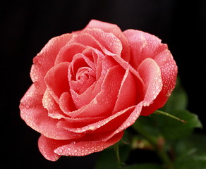 red rose with water drops
