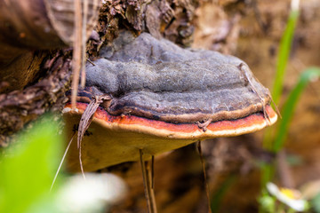 rotrandiger Baumschwamm an einem umgestürzten Baum