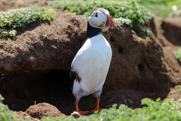 Atlantic puffin on Skomer Island, Pembrokeshire, Wales. Puffin emerging from burrow in handsome standing pose.