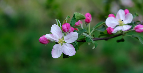 Obraz premium Blooming apple trees in spring park close up