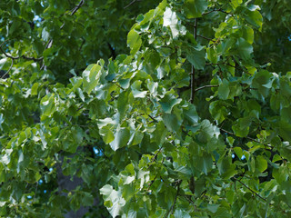 Obraz premium (Tilia europaea) Tilleul commun ou tilleul d'Europe 'Pallida' au feuilles cordiformes, finement dentées, vert foncé, rameaux glabres, fleurs blanc jaunâtre et fruits sphériques sous les feuilles
