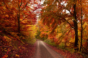 Obraz premium road in autumn forest