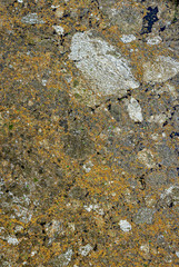 Water surface covered by tree seeds