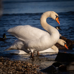 Schwäne auf dem Fluss im Abendlicht 2