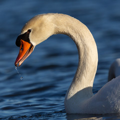 Schwan auf dem Fluss im Abendlicht 1