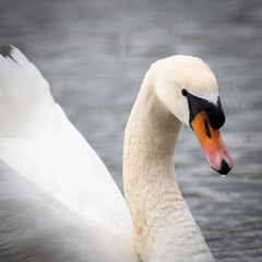 Schwan schaut Dich an