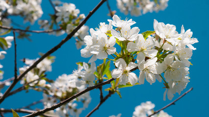 White flowers on branches of a cherry blossom tree
